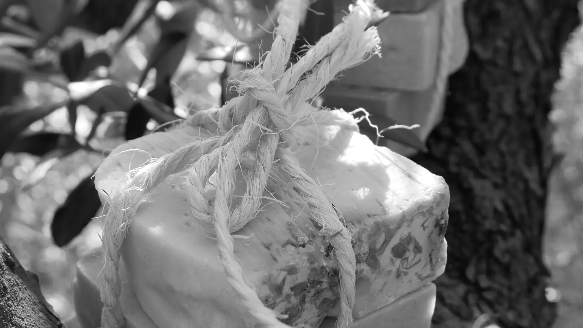 Le Savonnier des Calanques