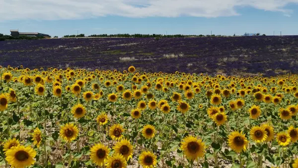 Visit winery and lavender farm