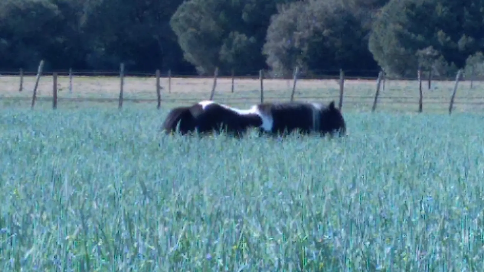 Haras des Evières