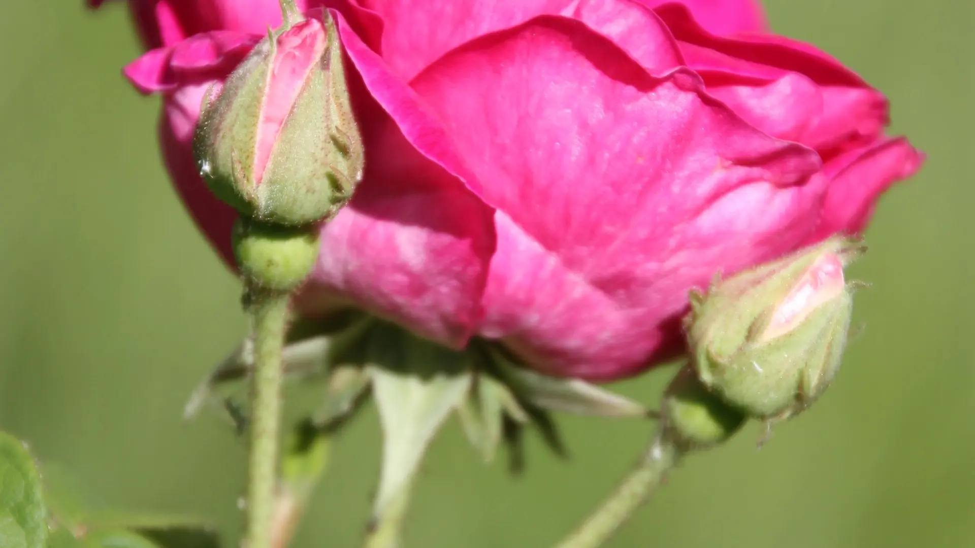 Rose détail