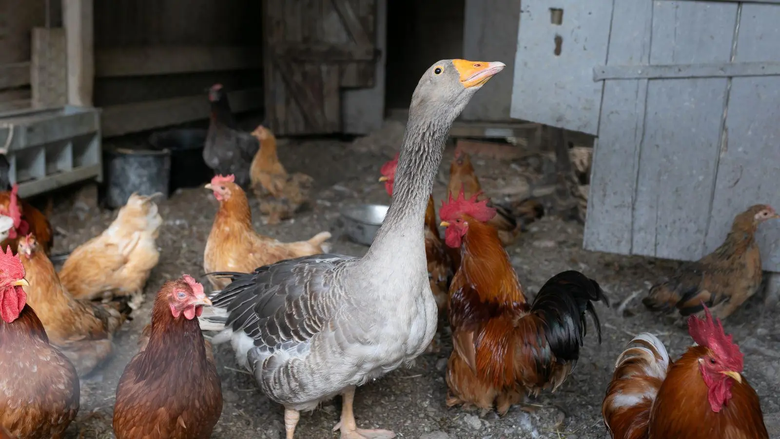 Nos amis les poules