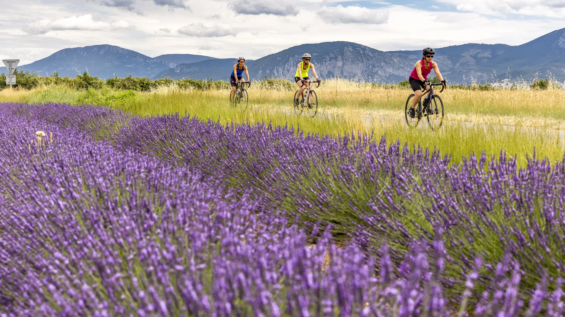 Lavande plateau de Valensole