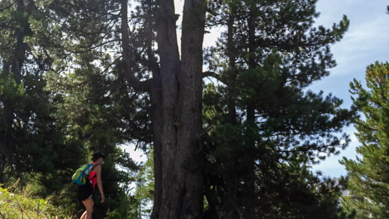 Balade sur le sentier pédagogique de la Taure avec un paysage en forêt dans la réserve biologique du Bois des Ayes