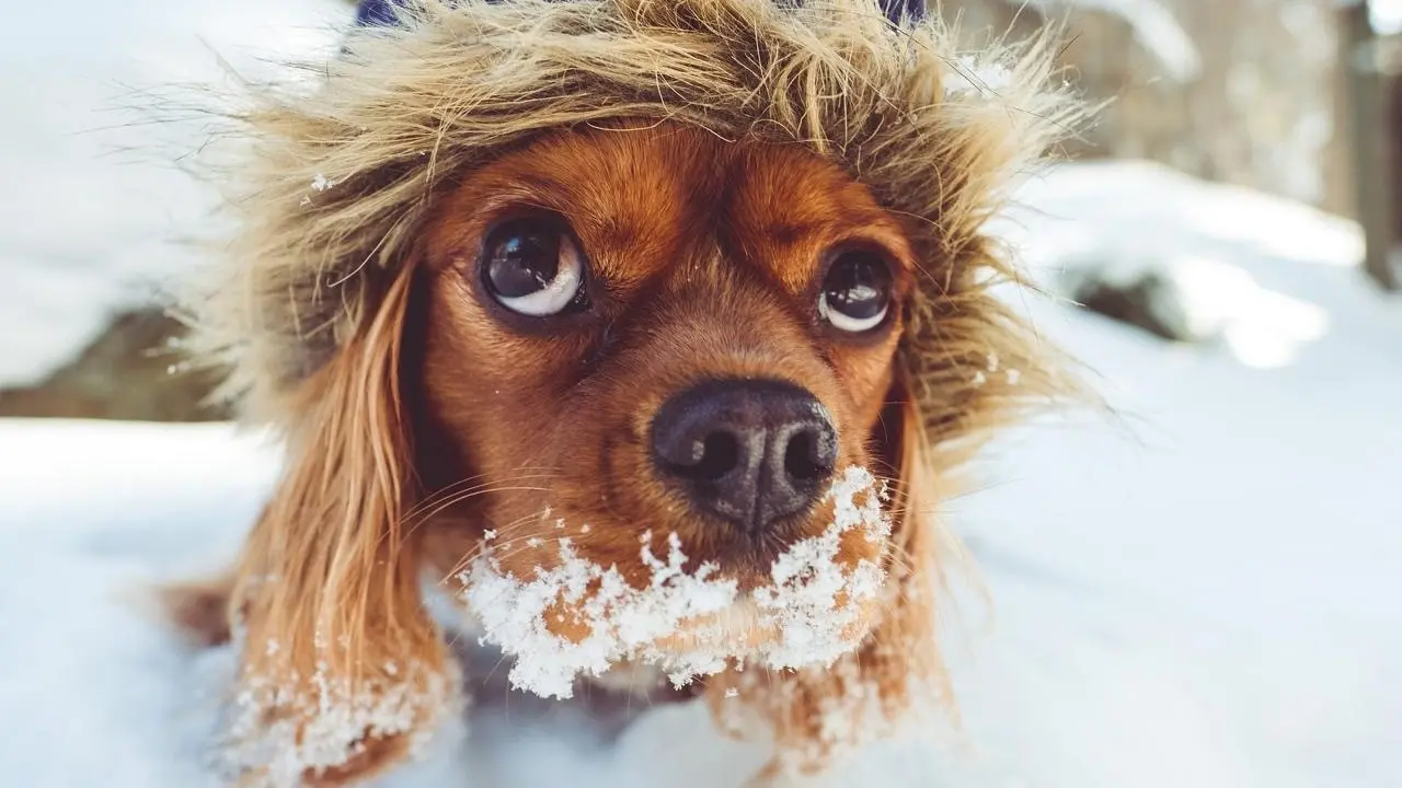 Chien mignon dans la neige - Val Dogs à Val-d’Isère