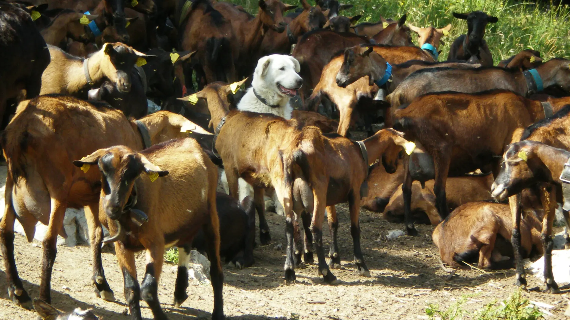 le chien berger dans son troupeau !