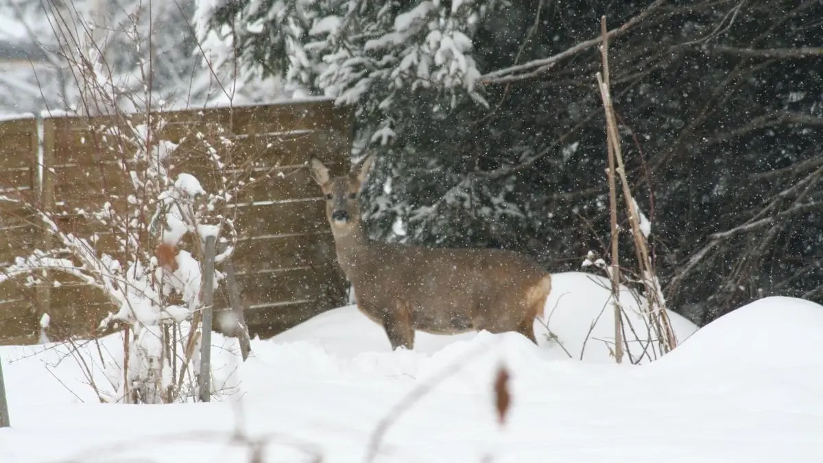 une sympathique visiteuse!