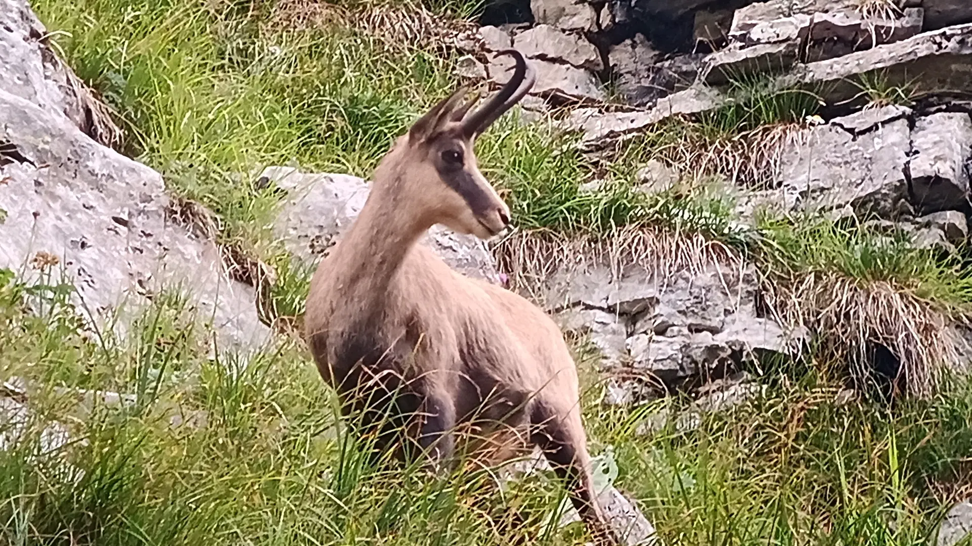 Sunset et chamois