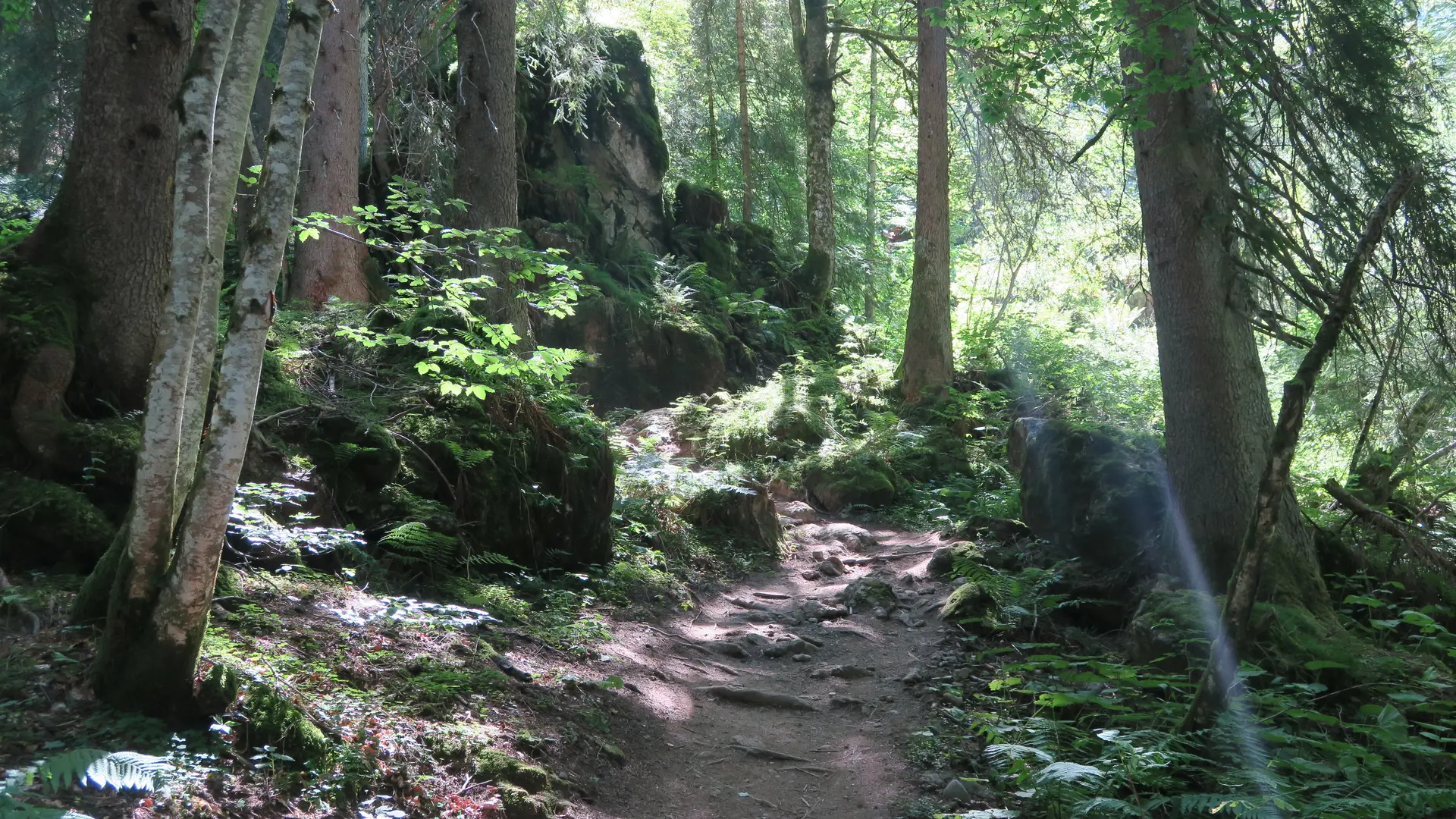 Forêt
