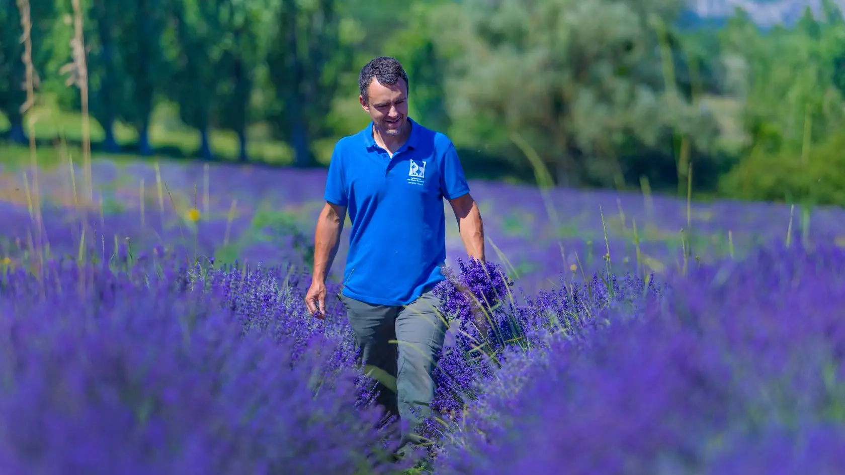 Dans les champs de lavandes en fleurs