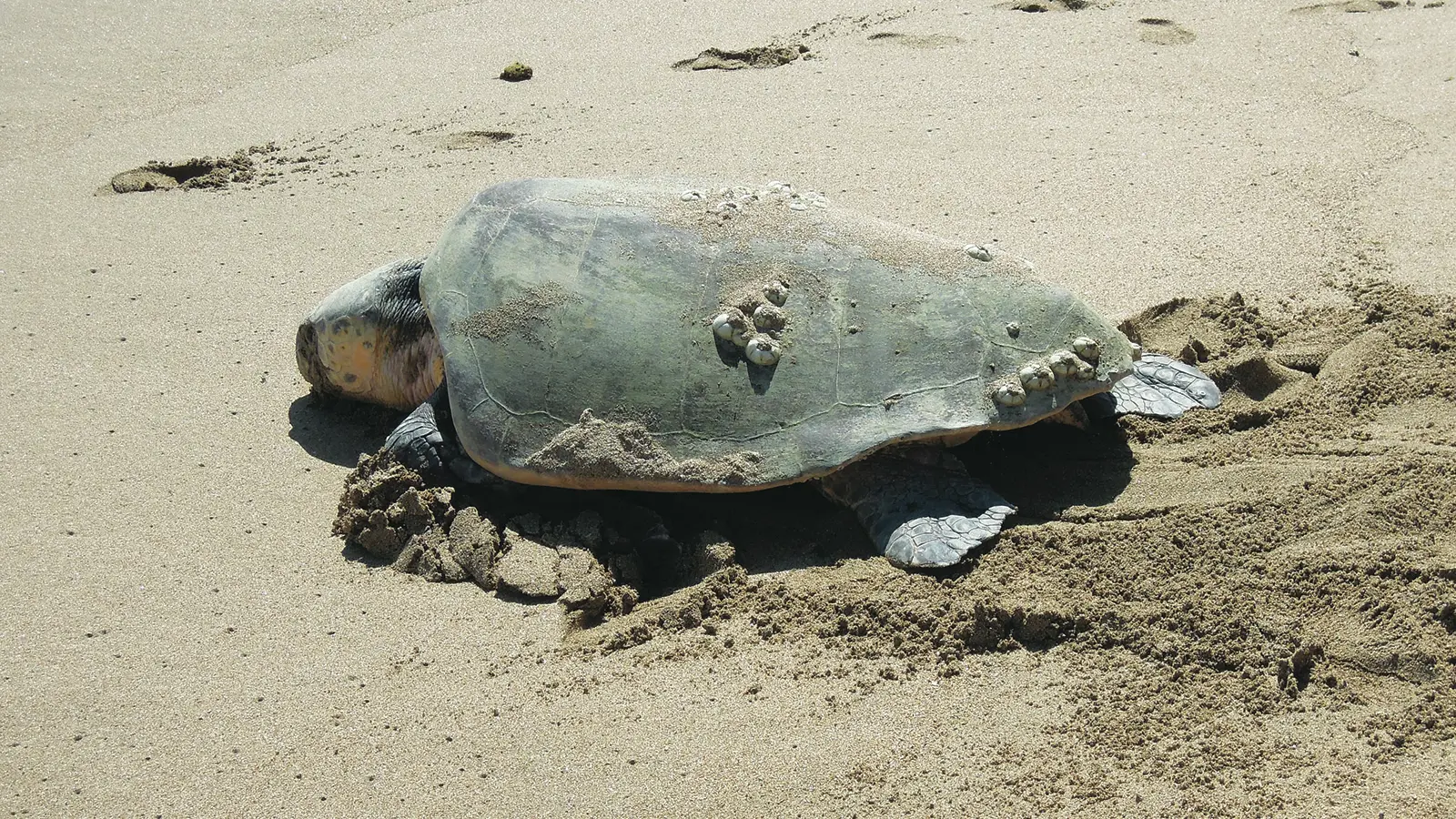 Tortue Carretta Carrett