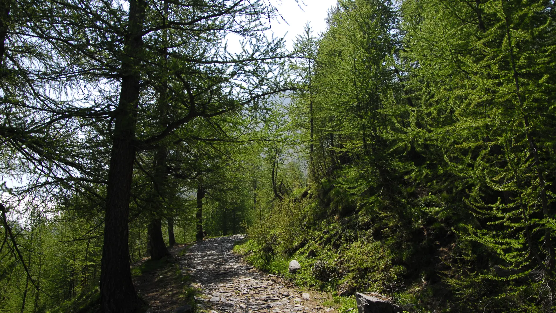 mélèzes aux abords du sentier