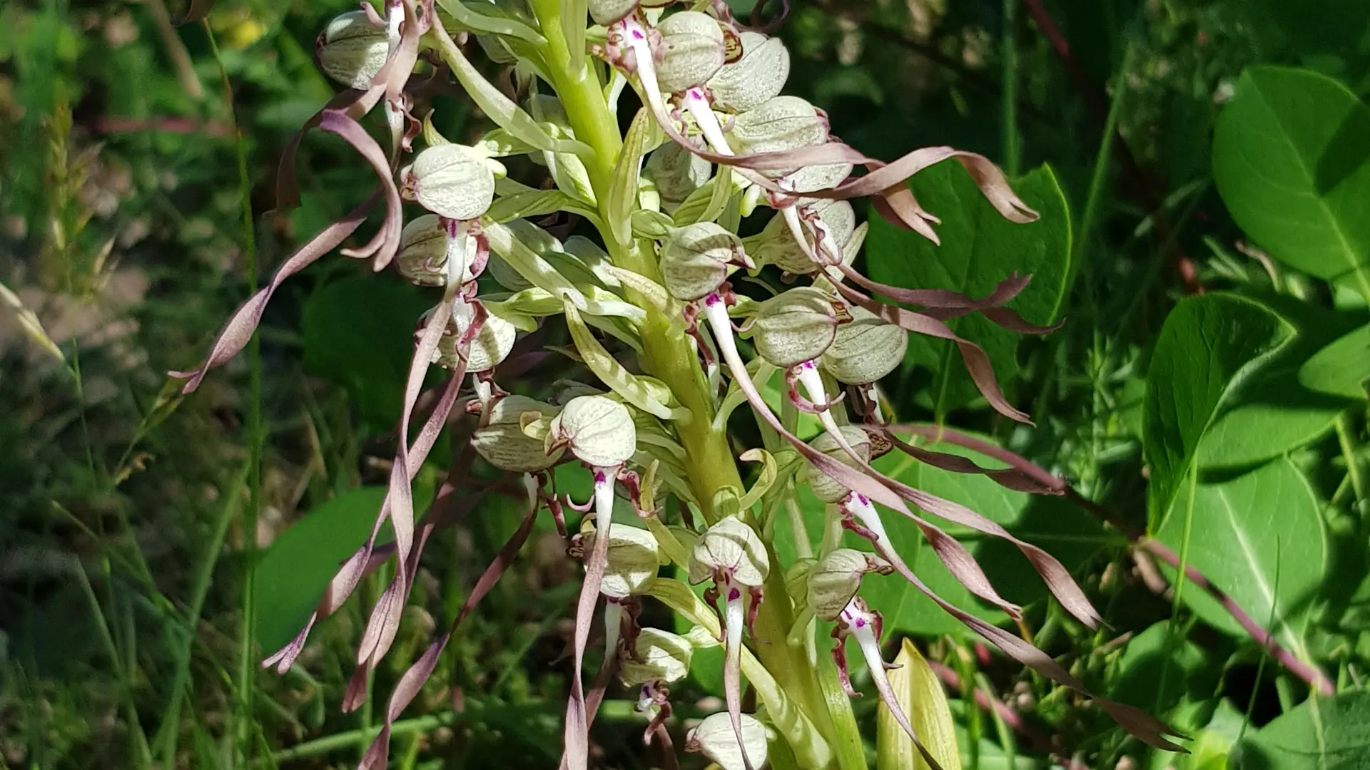 Les secrets des plantes du Domaine Solence