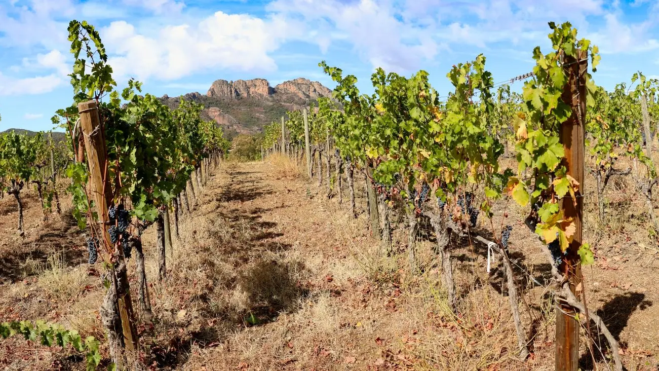 Vignes