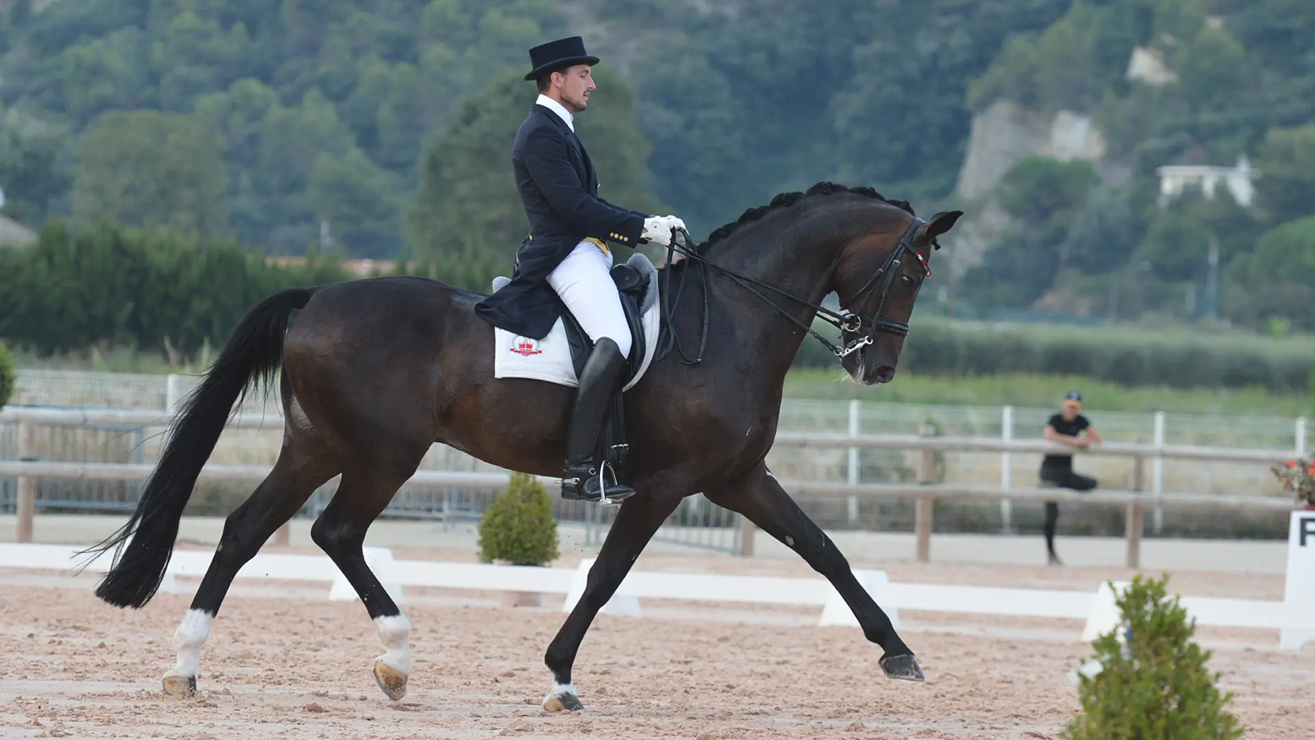 Dressage