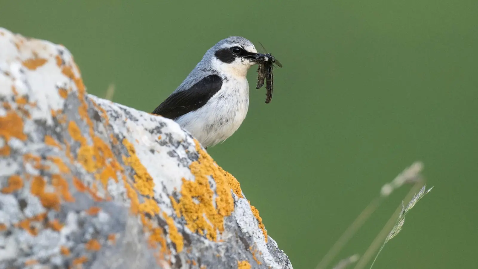 Oiseaux montagne sortie naturaliste observation chants d'oiseaux accompagnatrice