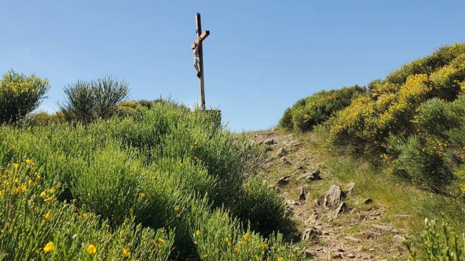 Croix de Chirol au milieu des genêts en fleurs