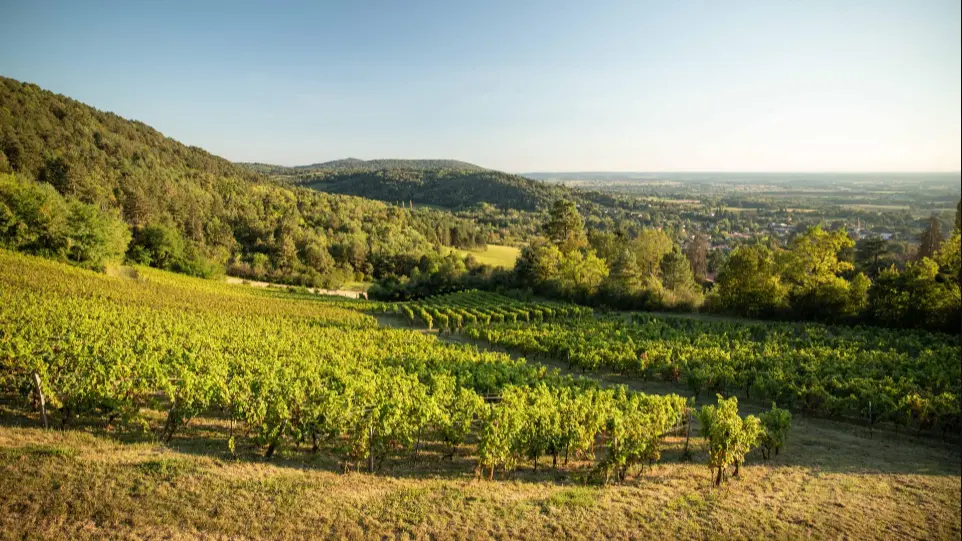 Vignoble du Revermont