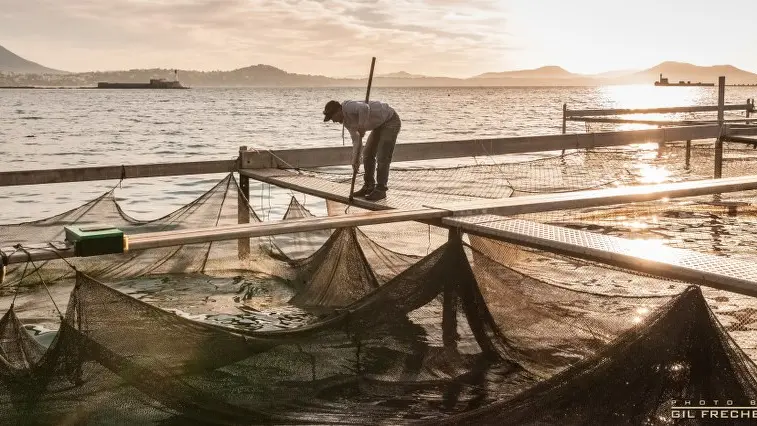 Surveillance de filets