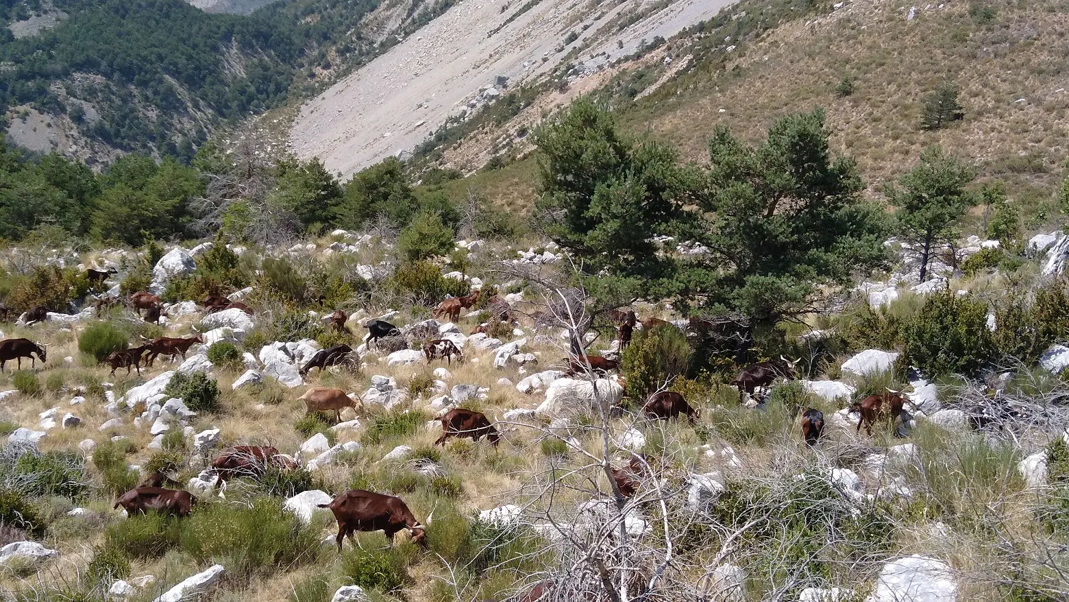 la draille des Roves