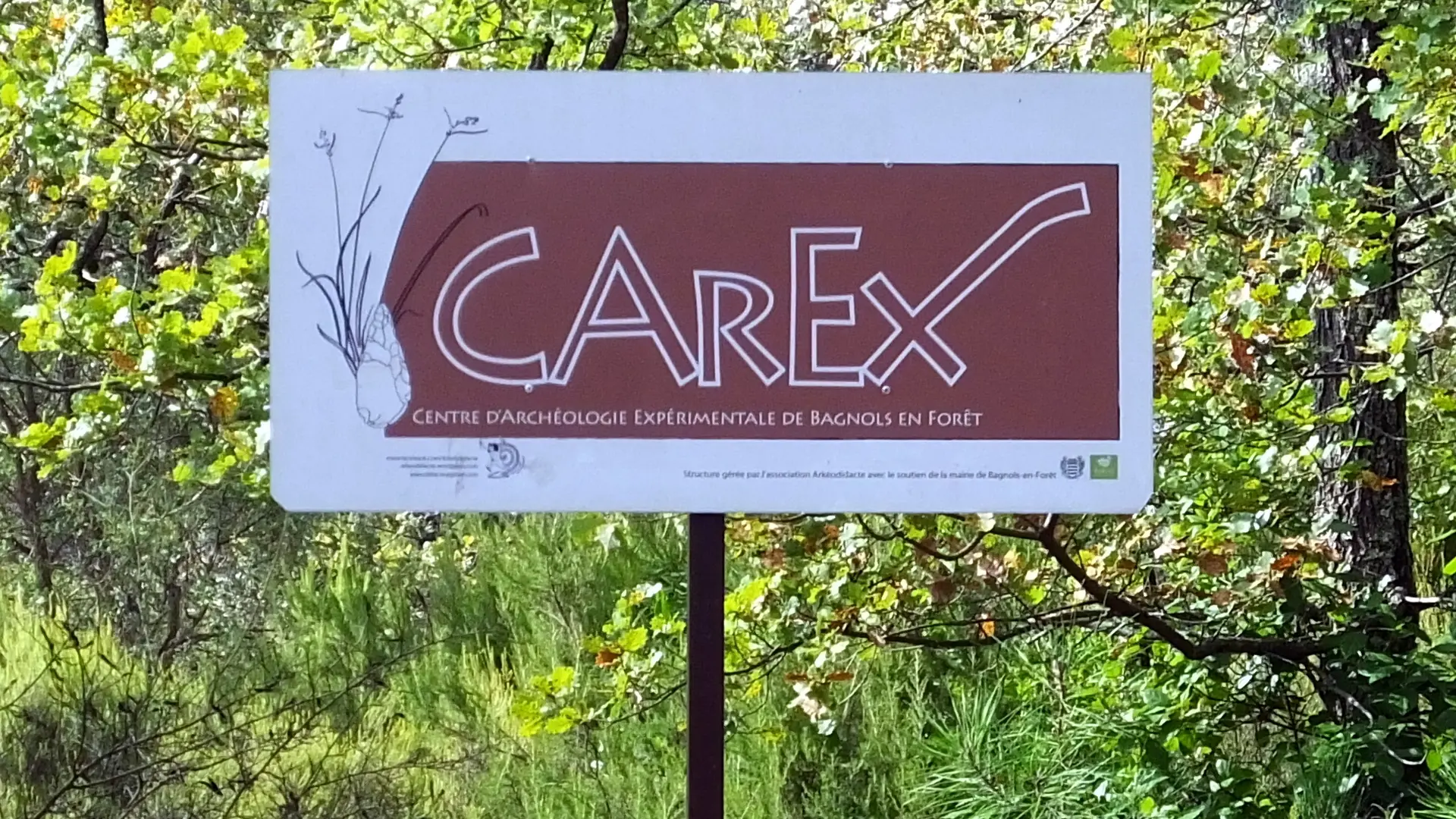 Carex