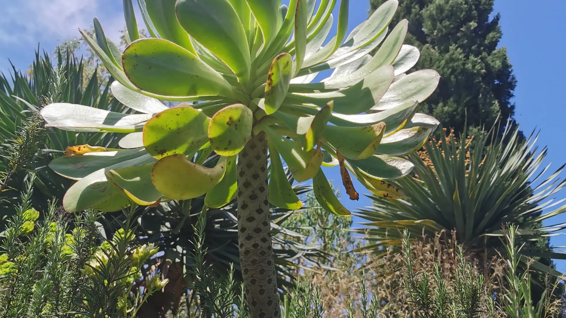 Jardin des Canaries