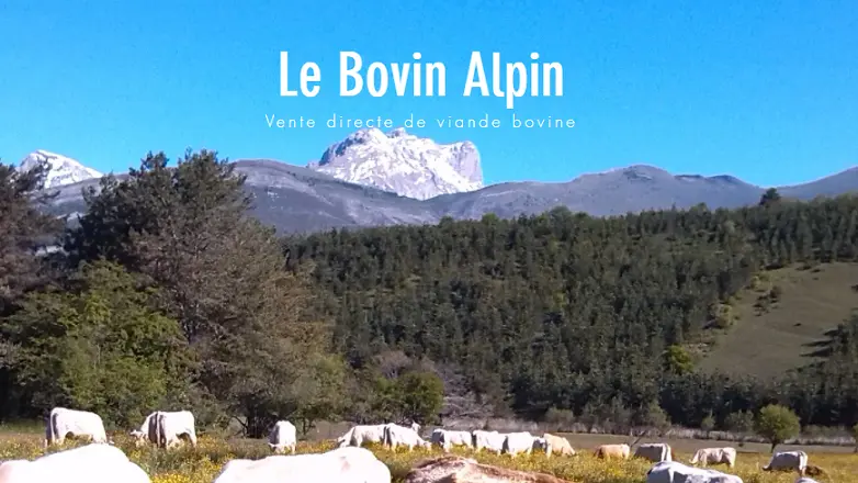 Le Bovin Alpin - Visite à la ferme