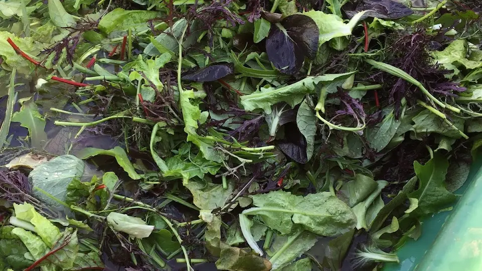 Mesclun Typique