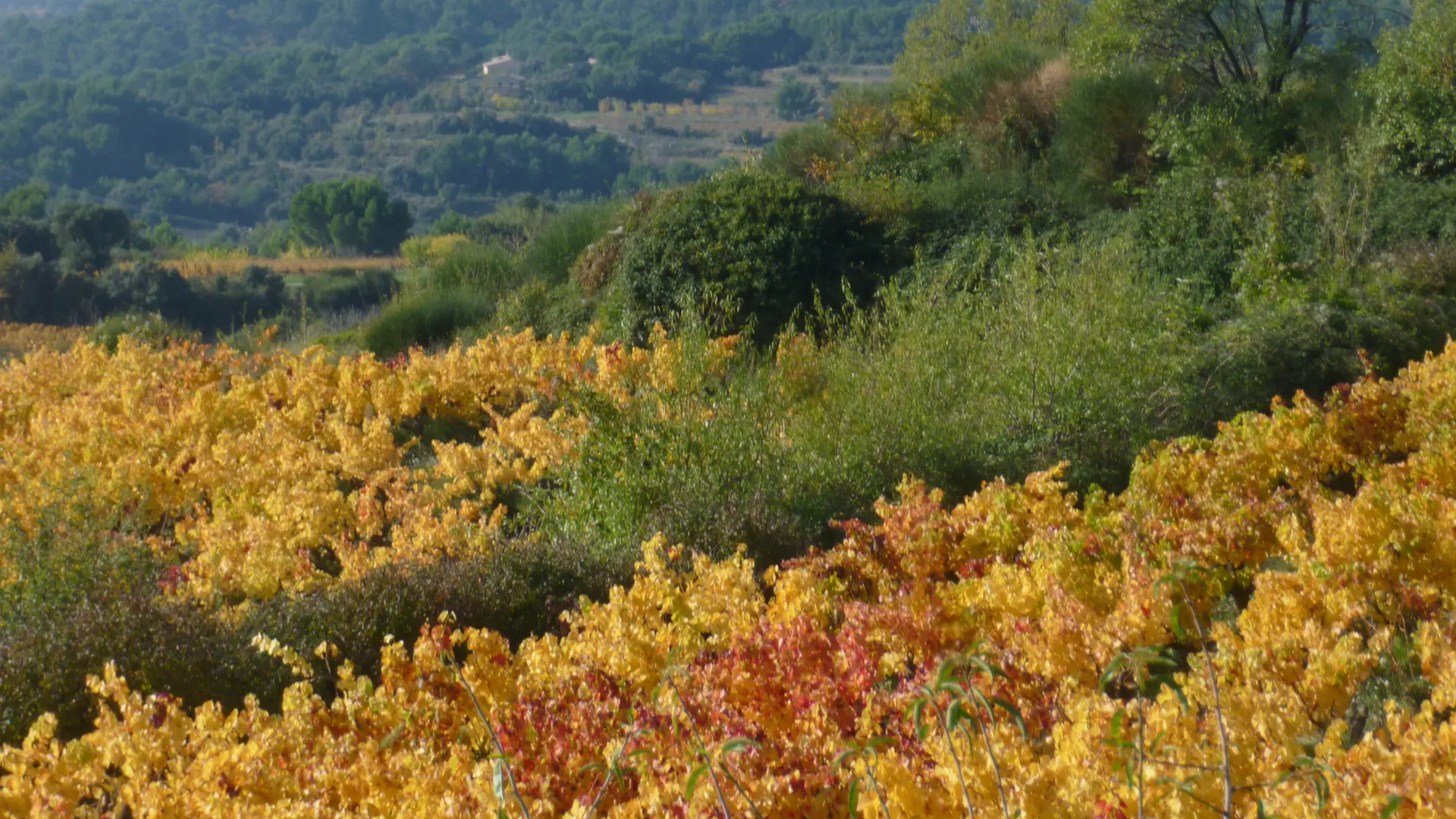 Vue sur les vignes