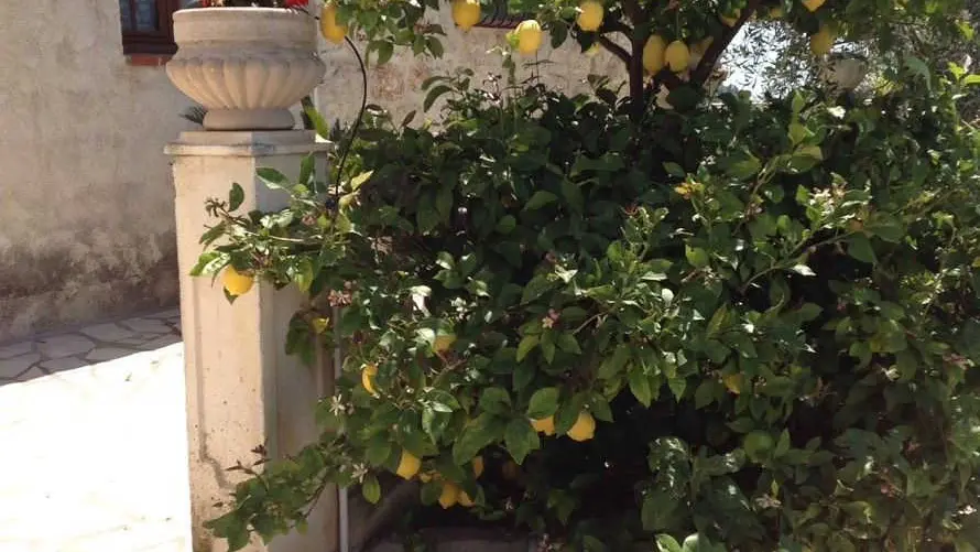 Gîte Gris Azur-Citronnier-Aspremont-Gîtes de France des Alpes-Maritimes