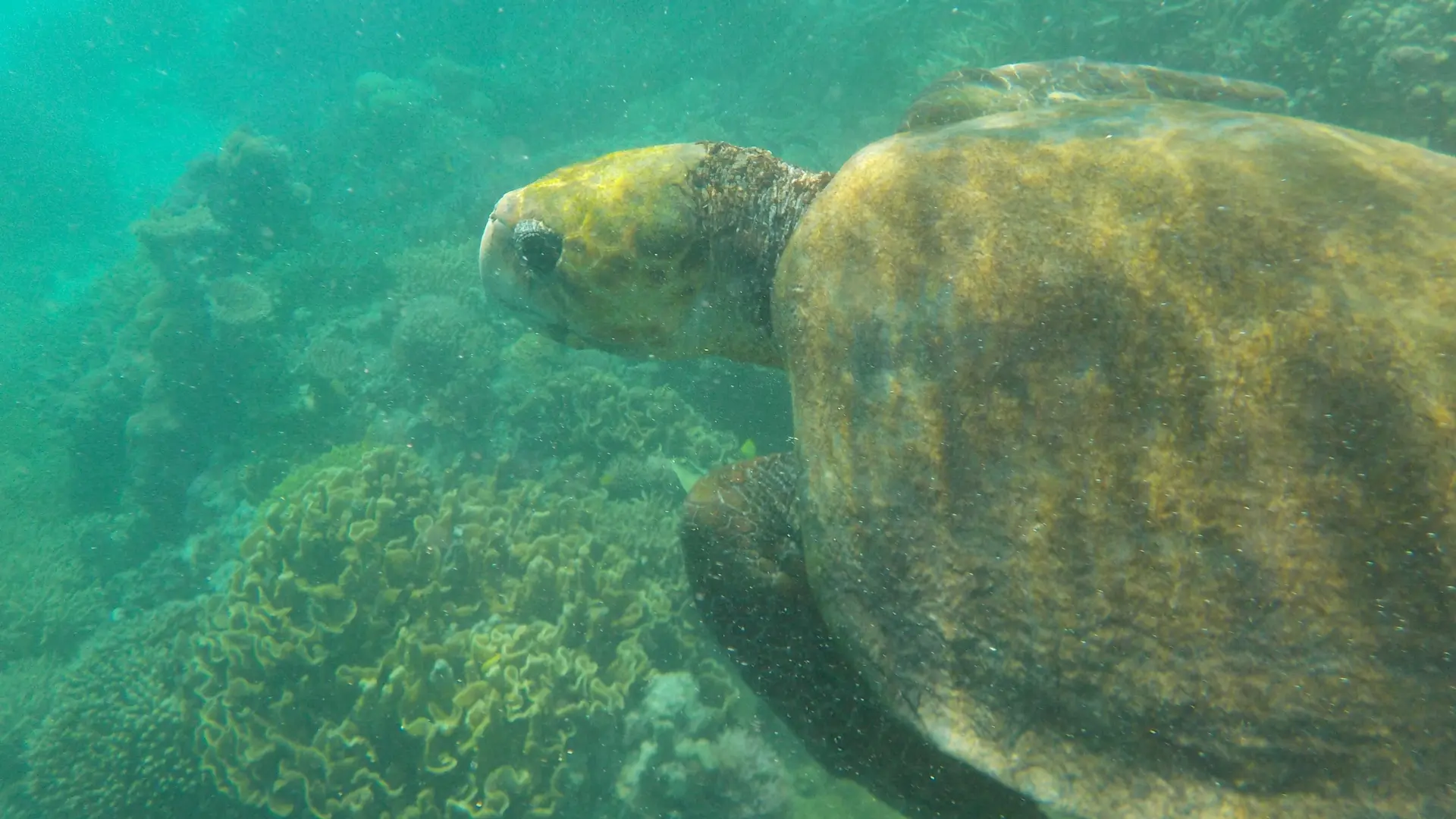 Tortue - Journée à l'Îlot Mb Kouen en Catamaran - Aito Charter