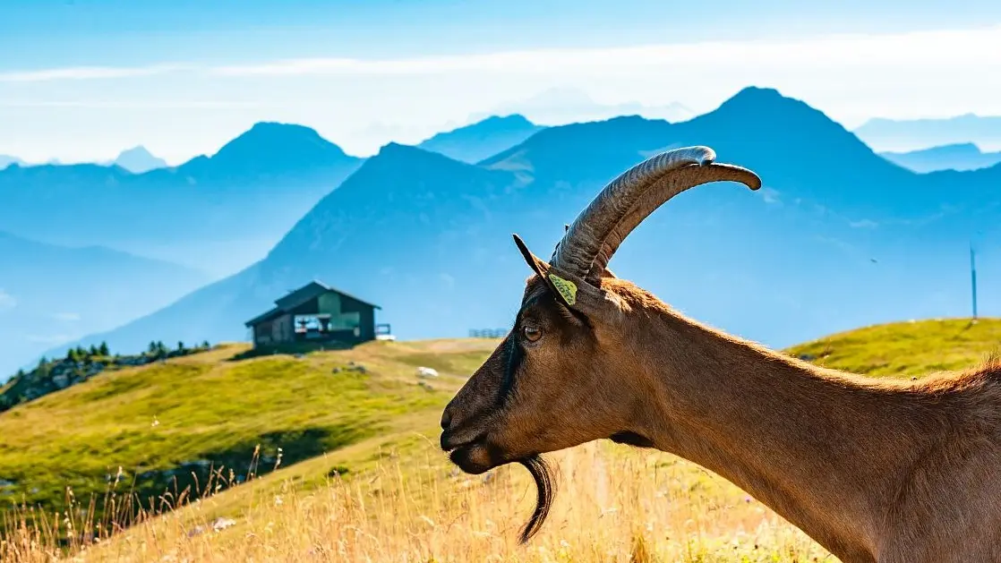 Tannes et Glaciaires du Magériaz