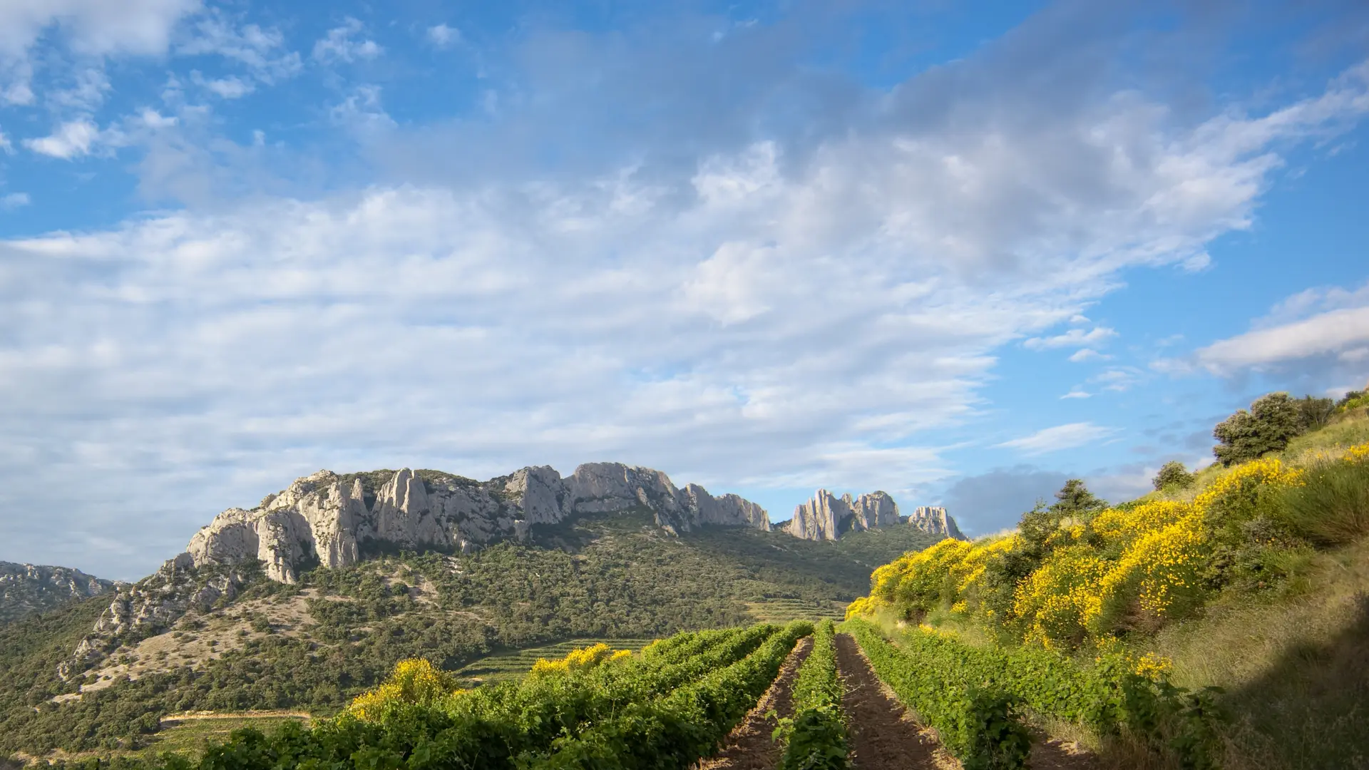 Vignoble du Domaine de Fenouillet