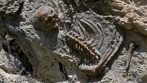 Joan Fontcuberta, Les Hydropithèques, 2011, coll. musée Gassendi