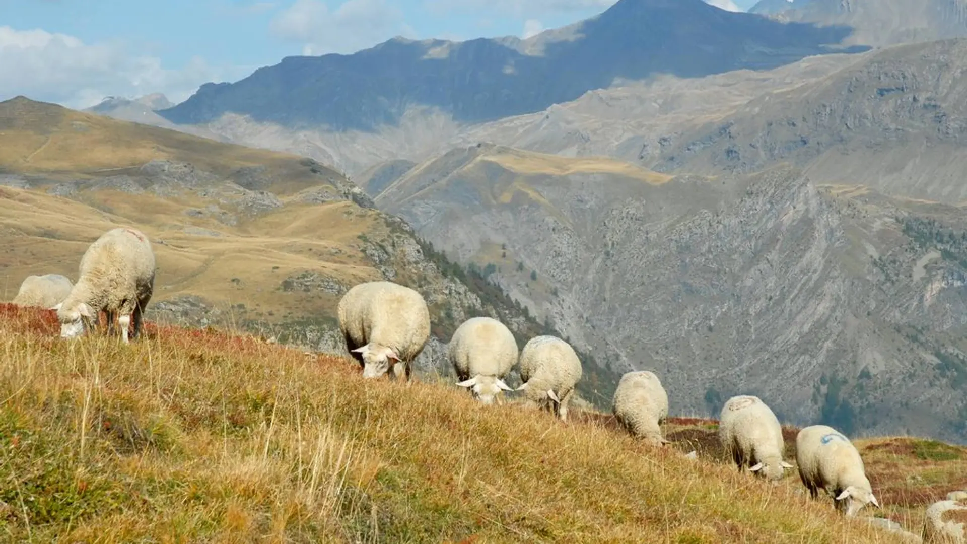 Pastoralisme au Saut du Laire