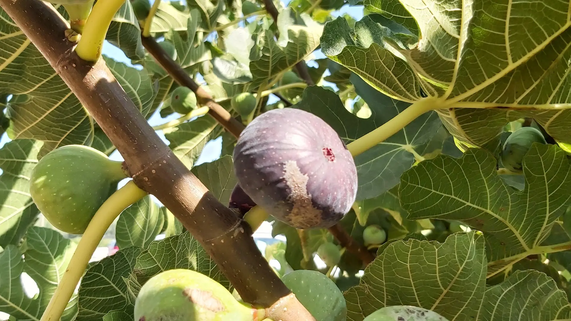 Hélène SALTETTO_Solliès-Pont