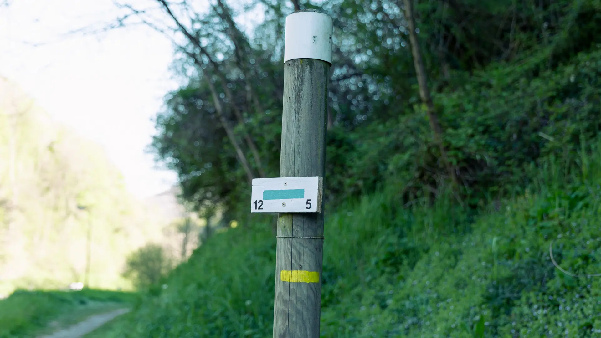 Il s'agit d'un poteau en bois clair de randonnée surmonté d'un capuchon blanc, avec une petite pancarte rectangulaire claire et une bande horizontale jaune près de sa base, le tout se détachant sur un arrière-plan flou de verdure dense et un ciel clair.