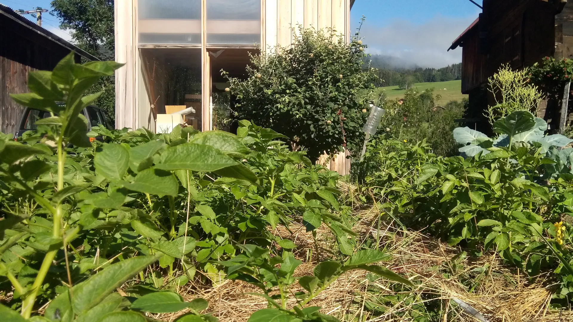 Brioche et Baldaquin