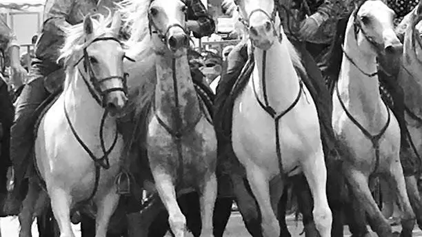 Entre taureaux et chevaux de camargue