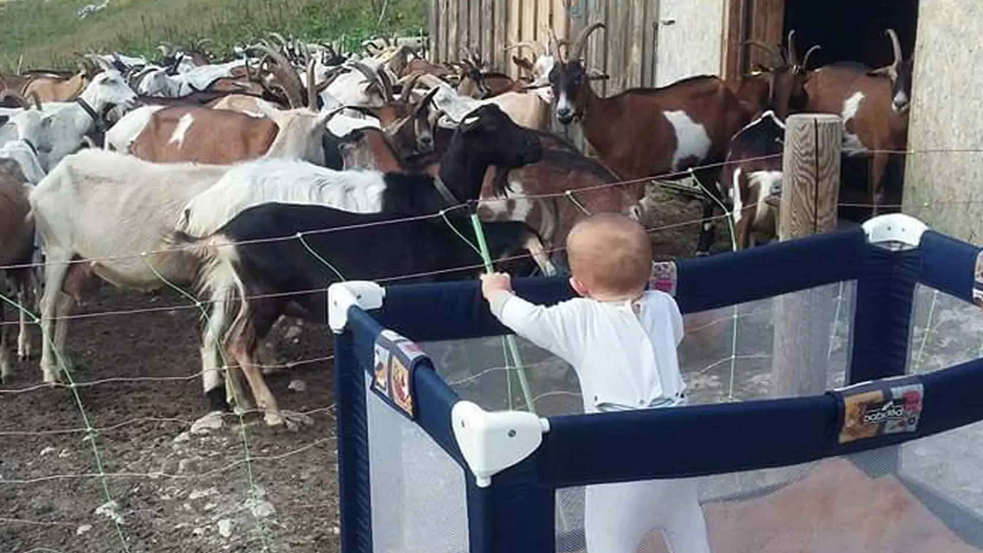 Chèvres et bébé en alpage
