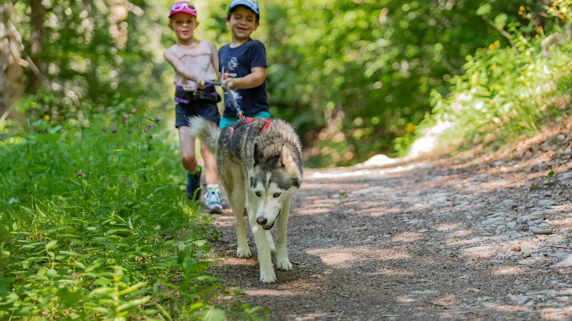 Cani-marche met twee kinderen en een husky