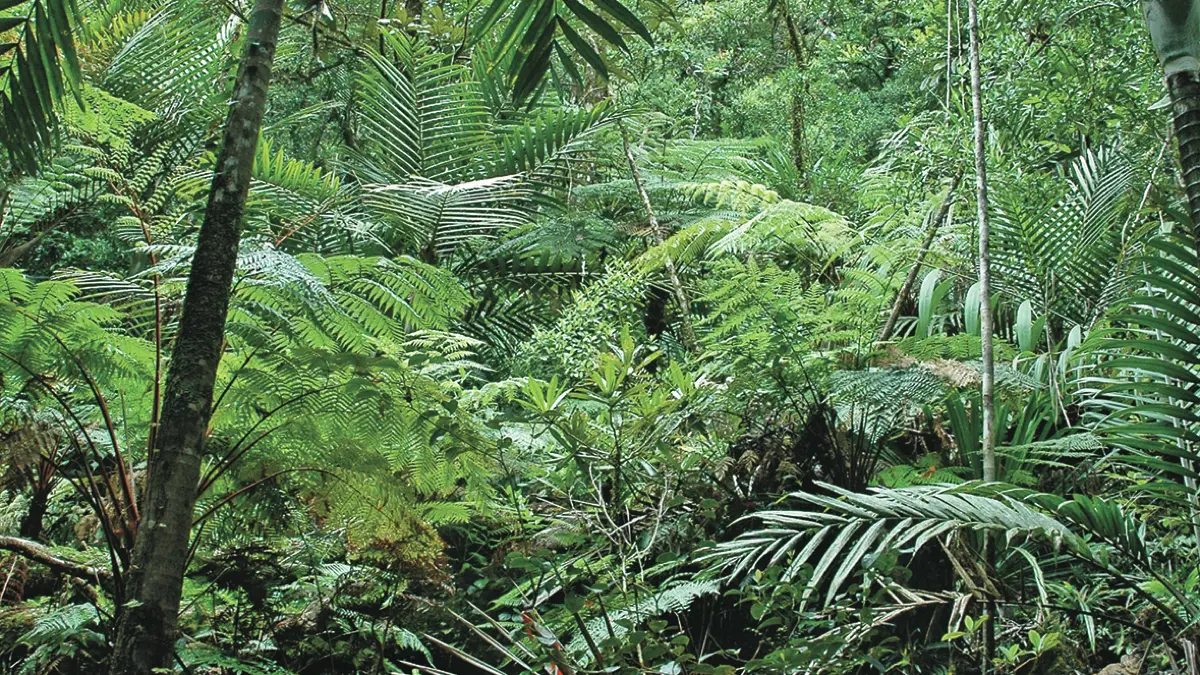 Foret primaire
