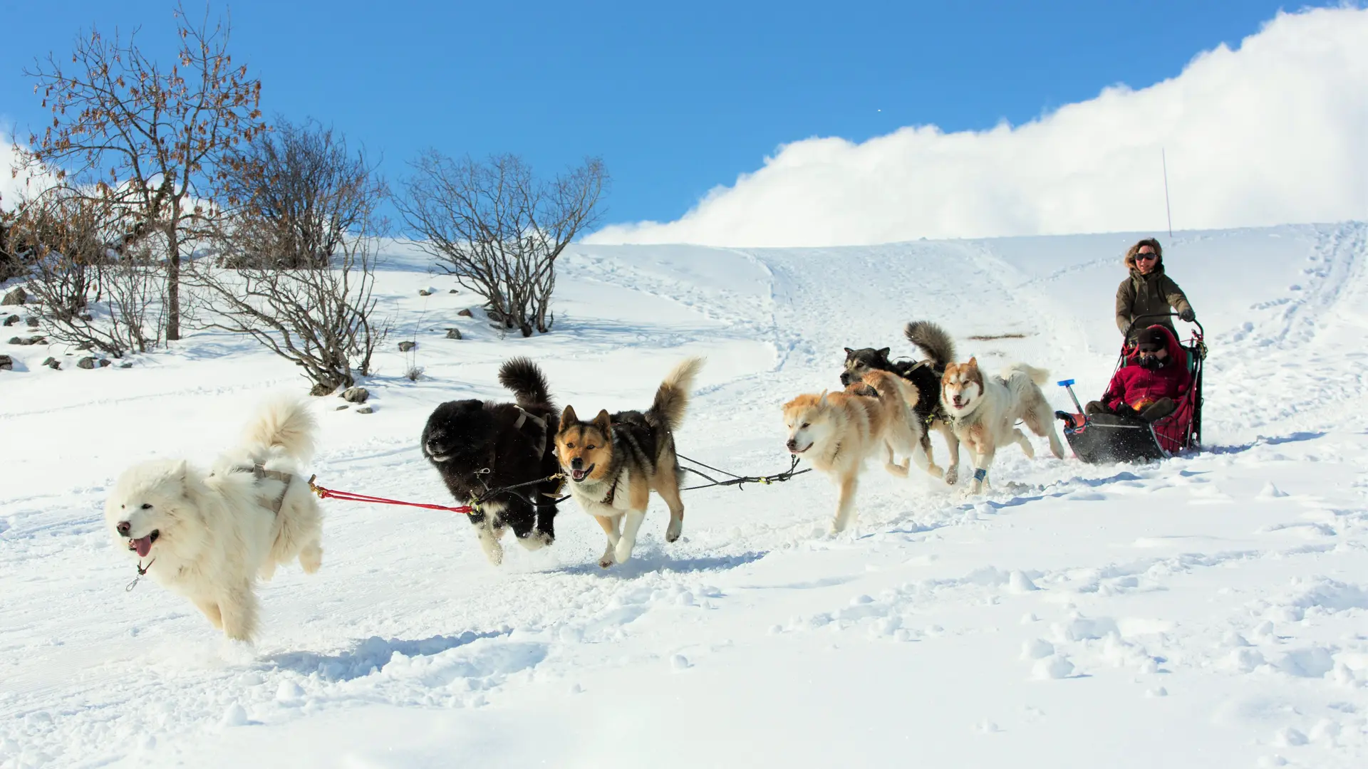 Sortie en chiens de traineaux dans Le Dévoluy, Hautes-Alpes, Alpes du Sud