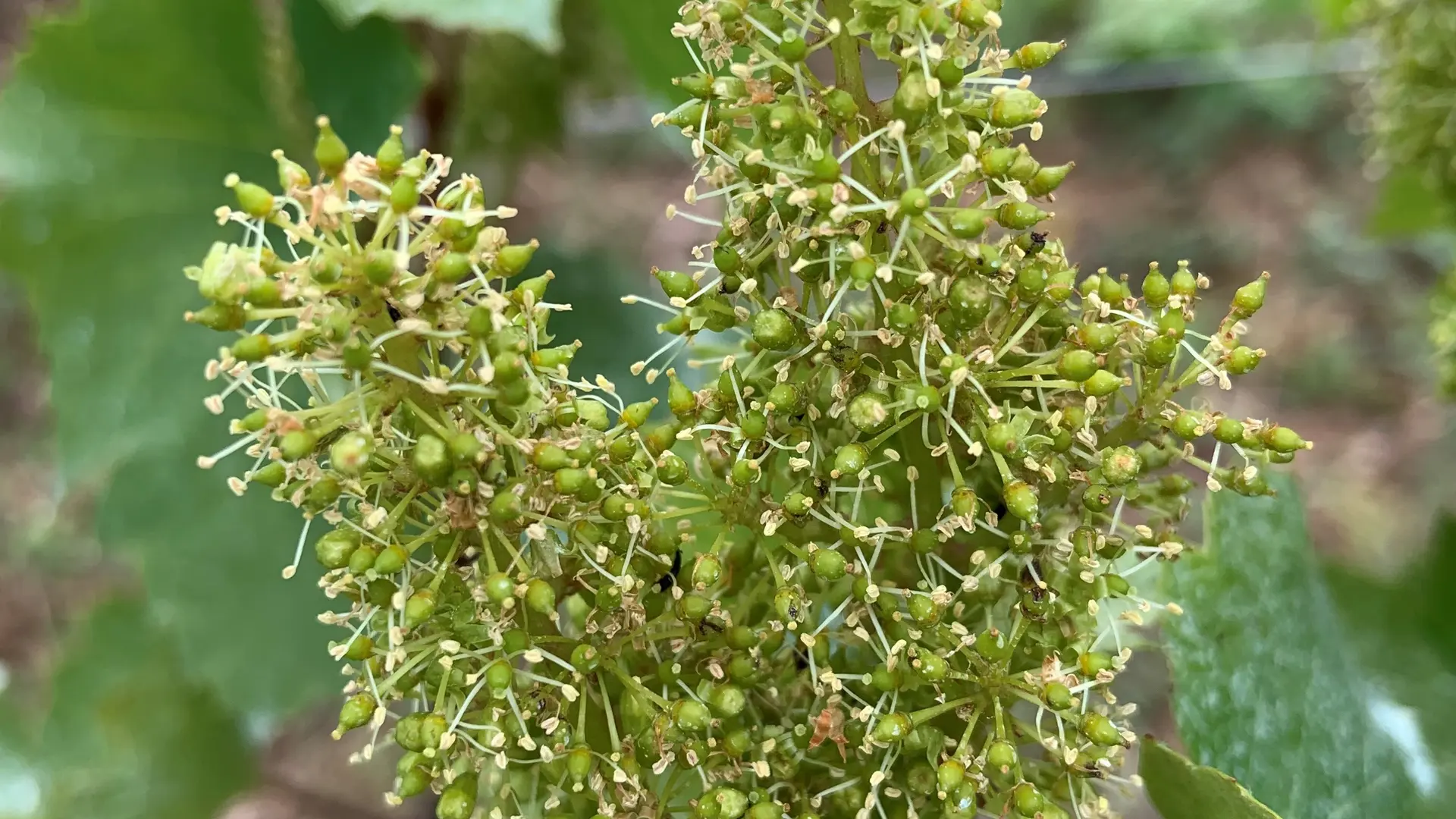 Floraison