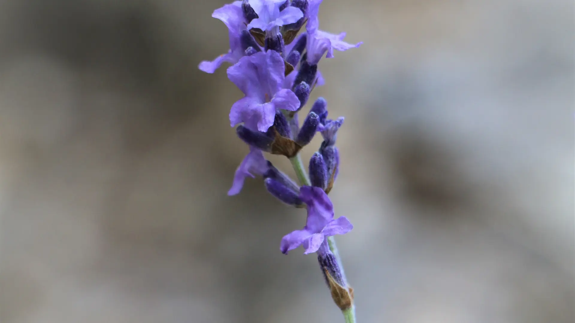 Petite boucle de l'Eygau