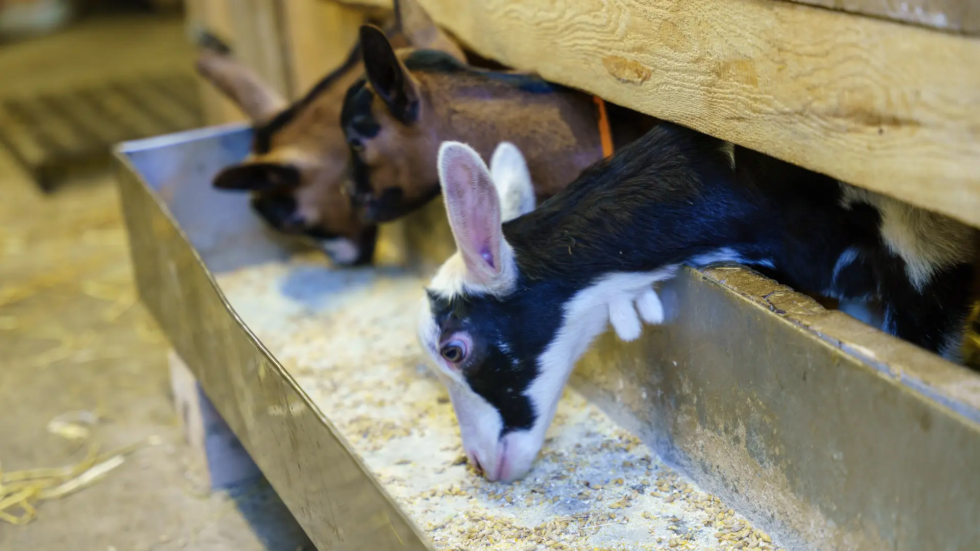 La Chèvrerie des Ardoisières