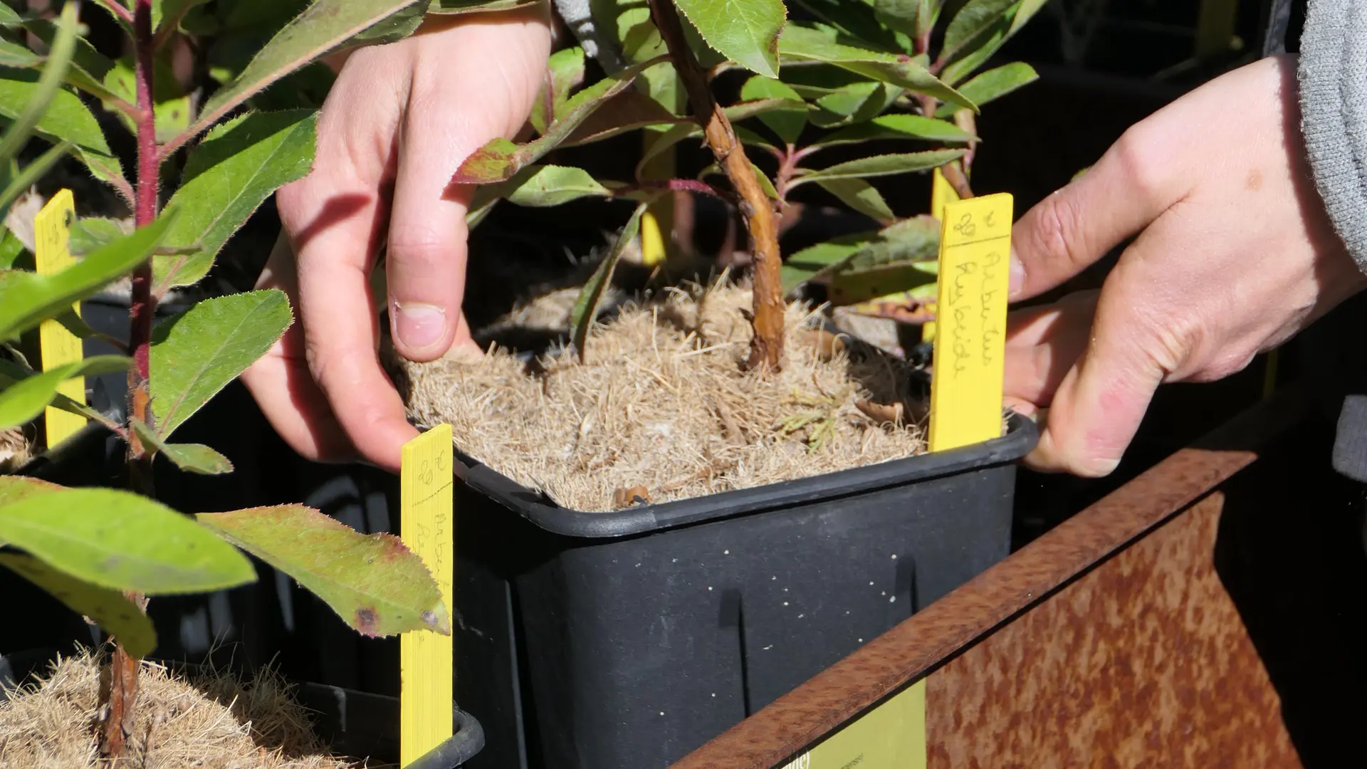 La pépinière du Domaine du Rayol_Rayol-Canadel sur Mer