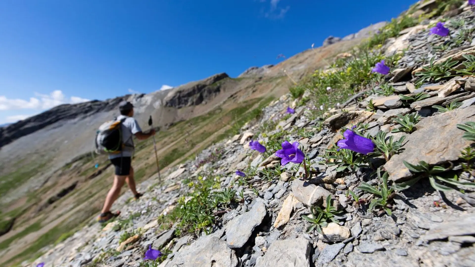 Campanule alpestre sur le sentier du lac de Puy Aillaud