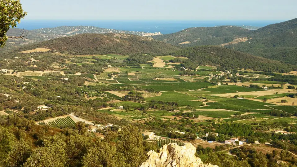 Les Marquets - Vignerons du Plan de la Tour  1