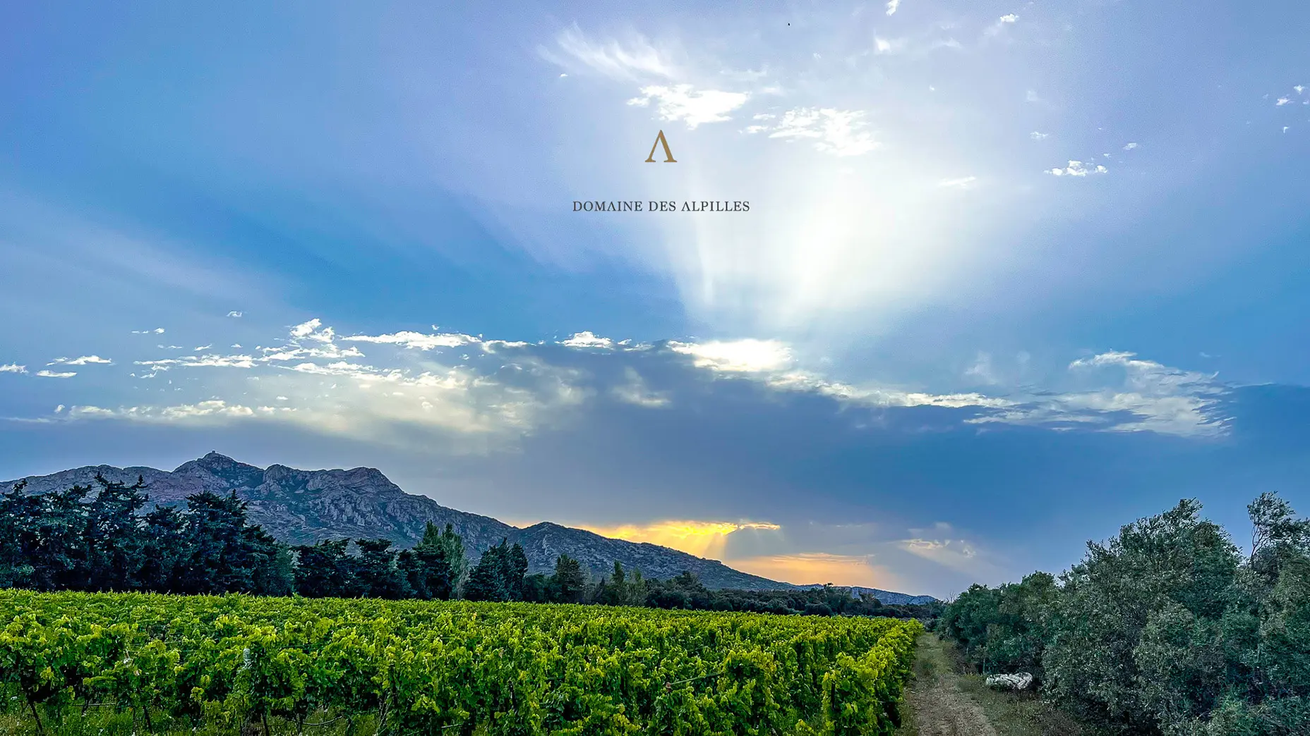 Domaine des Alpilles_Aureille