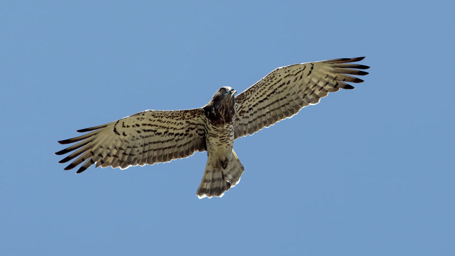 Circaete Jean-le-Blanc